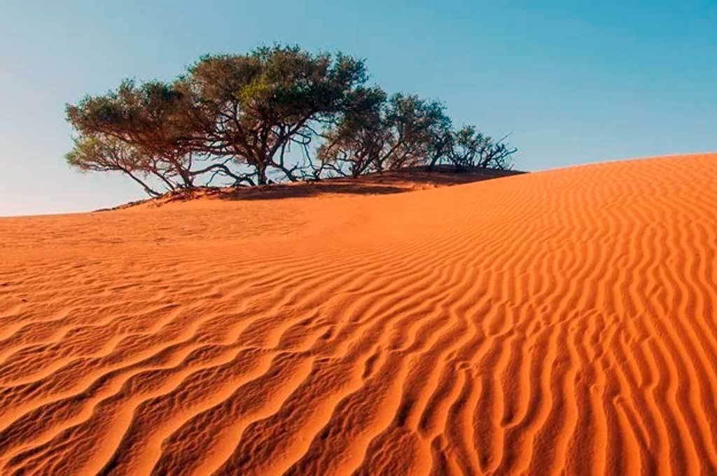 El Sahara y sus arboles secretos: - La Agenda Pública MX