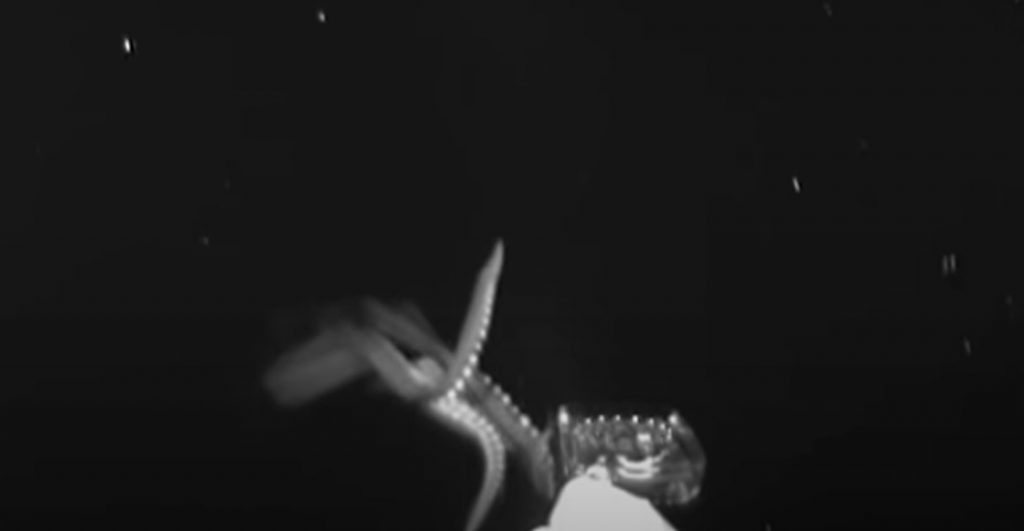 ¿Es el kraken? Investigadores grabaron un calamar gigante en el golfo de México
