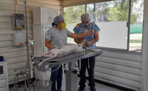 Operación lomitos: intervenciones quirúrgicas a perritos rescatados en el Metro han sido exitosas, dice autoridad