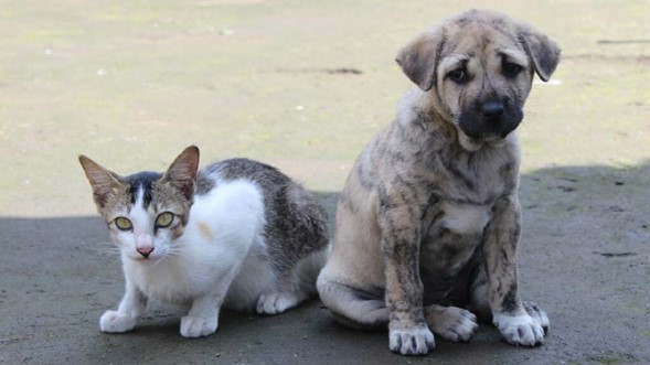 ¡Cuida a tus mascotas! Tips para proteger a perros y gatos de la ceniza del Popocatépetl