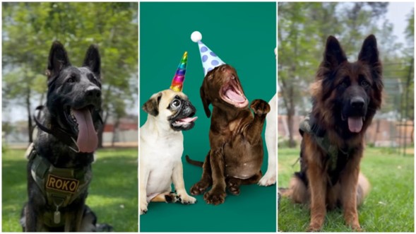 Celebra el día mundial del perro 2024 con el Can Fest CDMX, ¡Habrá esterilización gratuita y lomitos famosos!
