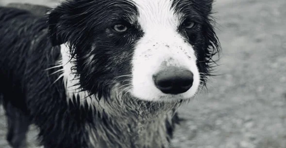 El microchip es la clave: Los requisitos en Italia para obtener días de descanso por tu mascota