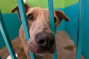 Adiós a la venta de animales en la calle: Las prohibiciones de la nueva Ley de Bienestar Animal