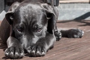 🔥 ¡No los rapes! Las razones por las que quitarles el pelo les hace más daño en este calor